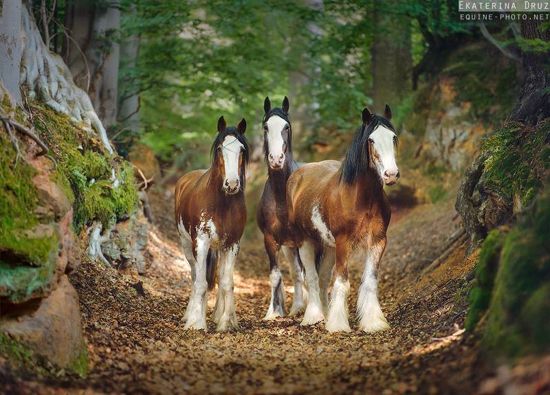 Clydesdale Horses For Sale Scotland